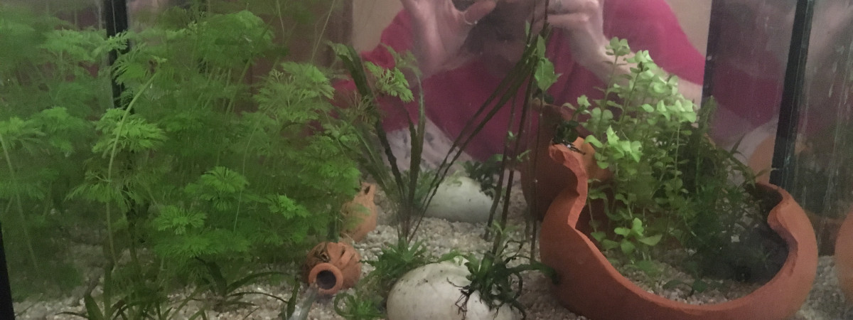 aquarium Micro faune