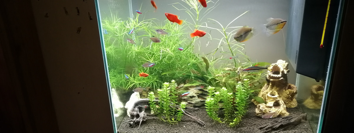 aquarium Aquarium