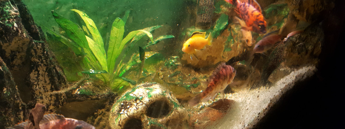 aquarium Malawi