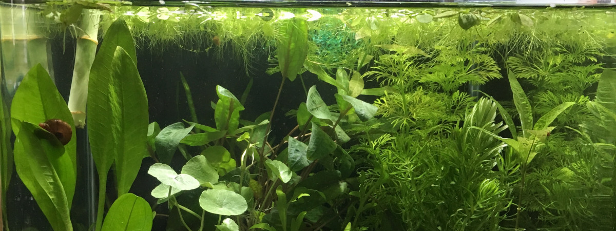 aquarium Red cherry et betta male