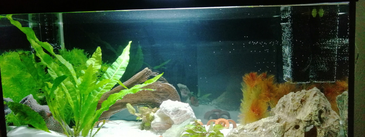 aquarium Racine et plante