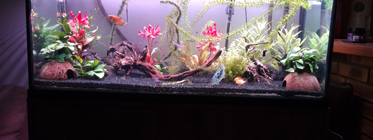 aquarium Aquarium