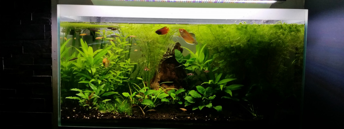 aquarium Aquarium asia