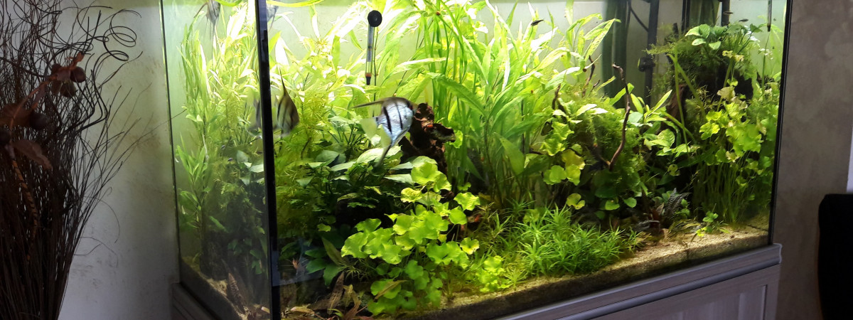 aquarium bac d ensemble  d un adherent