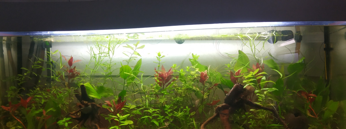 aquarium Eau douce