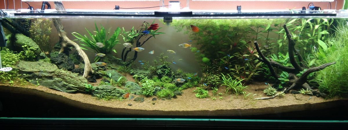 aquarium 720L