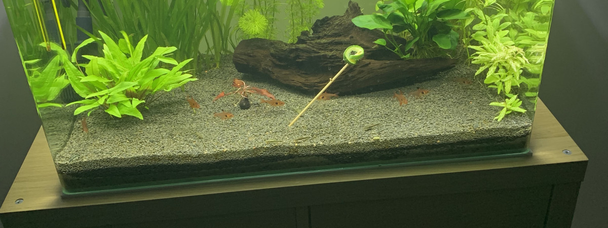 aquarium Lexie
