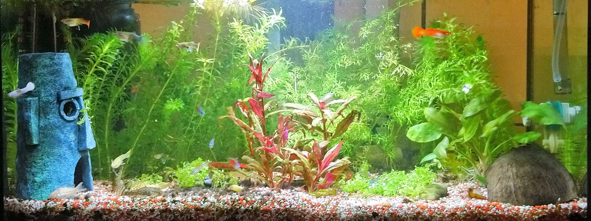 aquarium communautaire