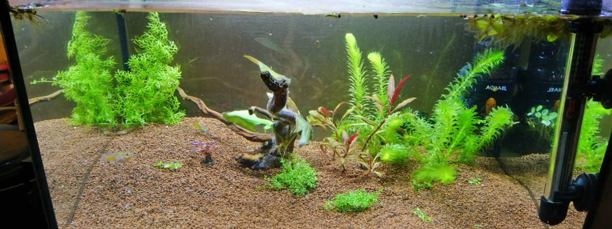 aquarium kilies