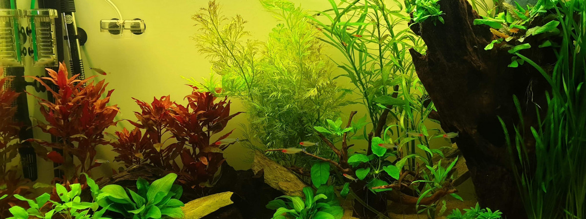 aquarium Amazonien