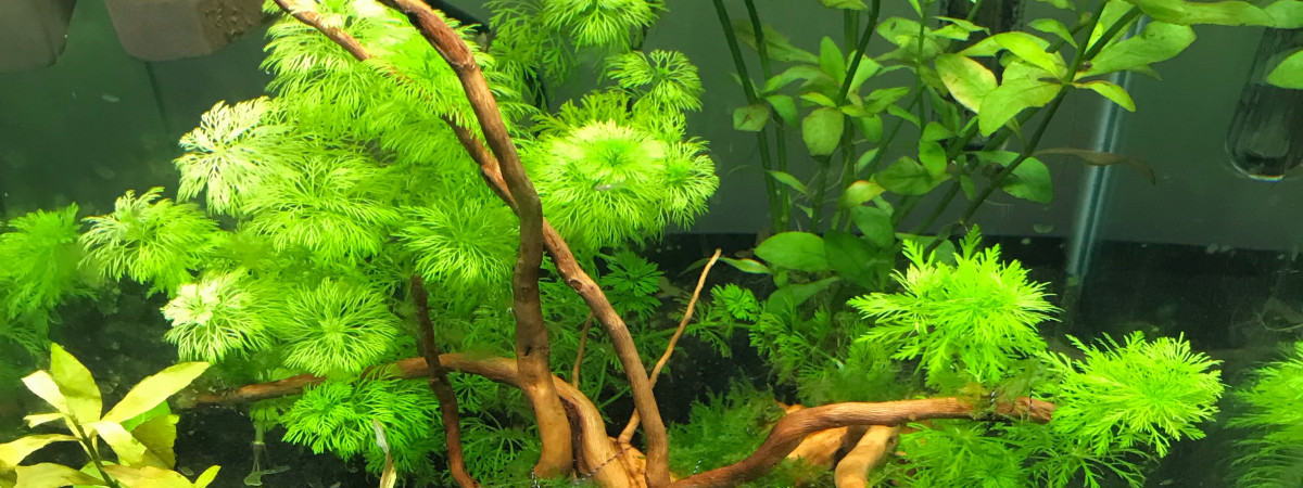 aquarium Nano Cube 30l