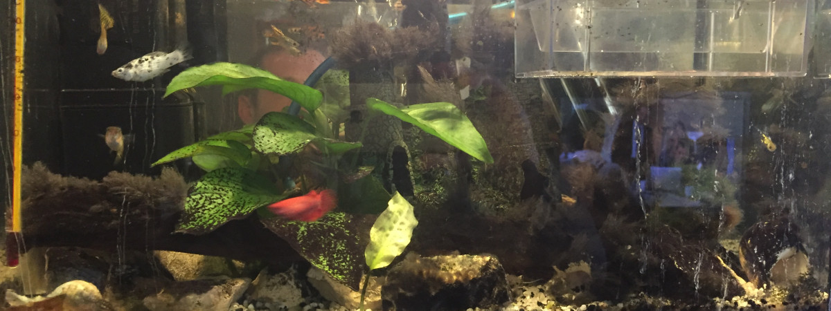 aquarium Bac 1