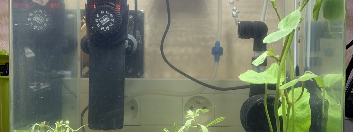 aquarium Betta Splendens
