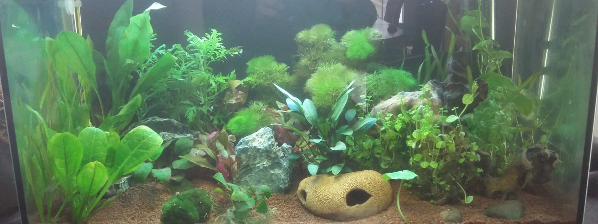 aquarium mon aqua 50l