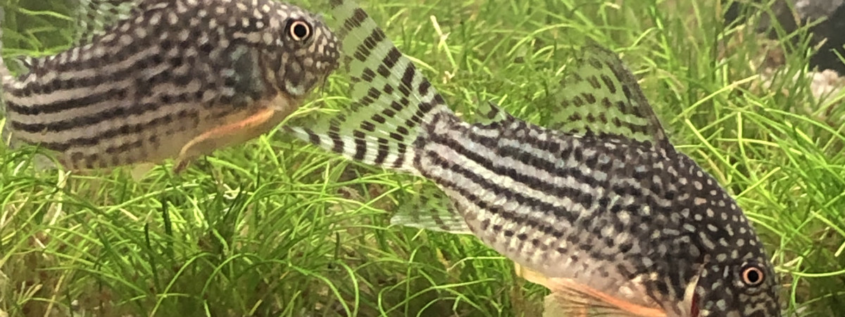 aquarium Premier aquarium