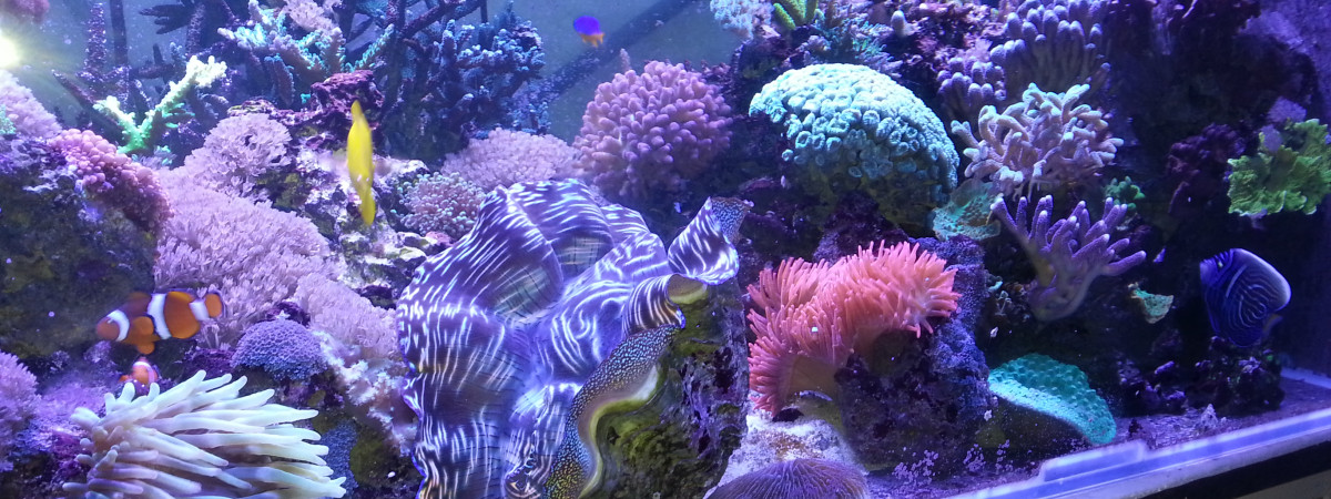 aquarium recifal