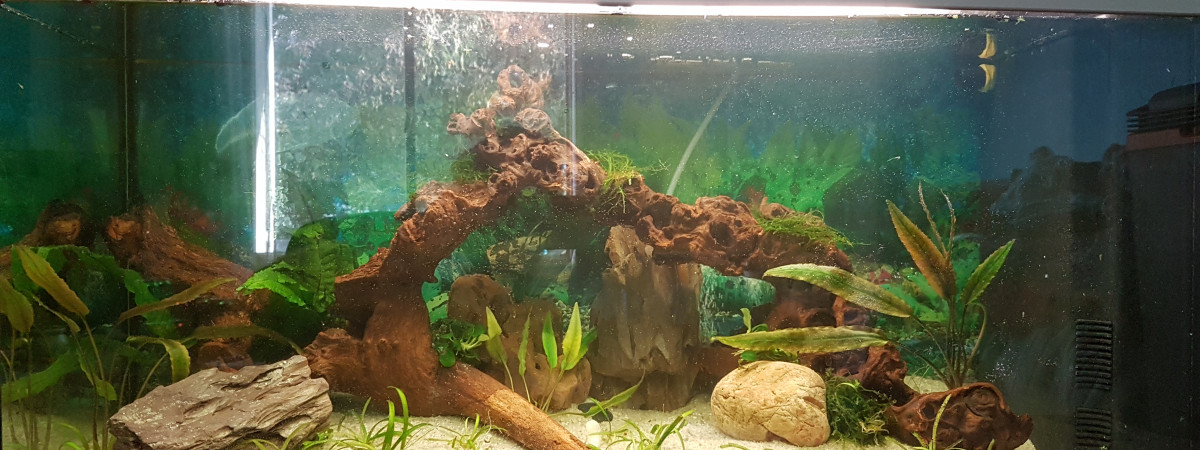 aquarium Betta