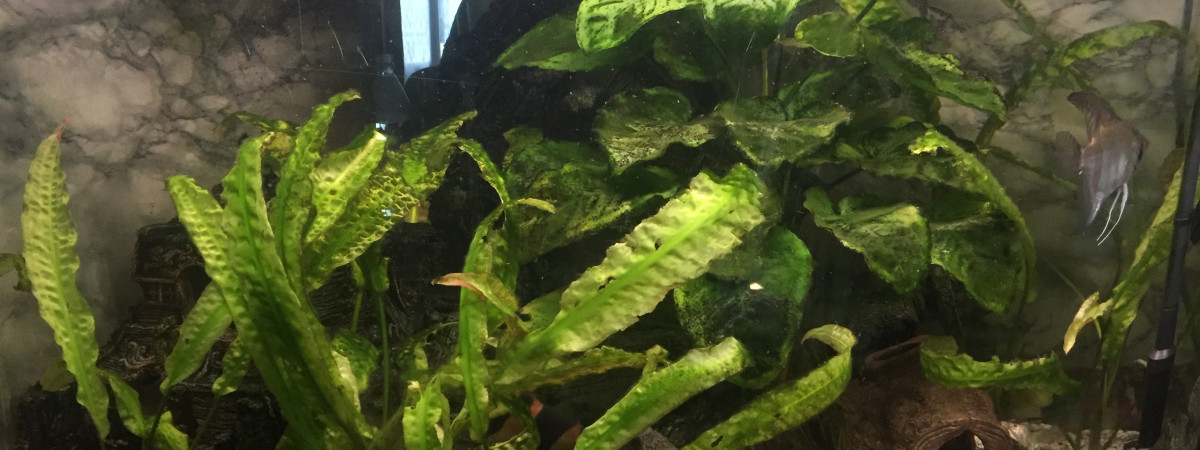 aquarium Bac2