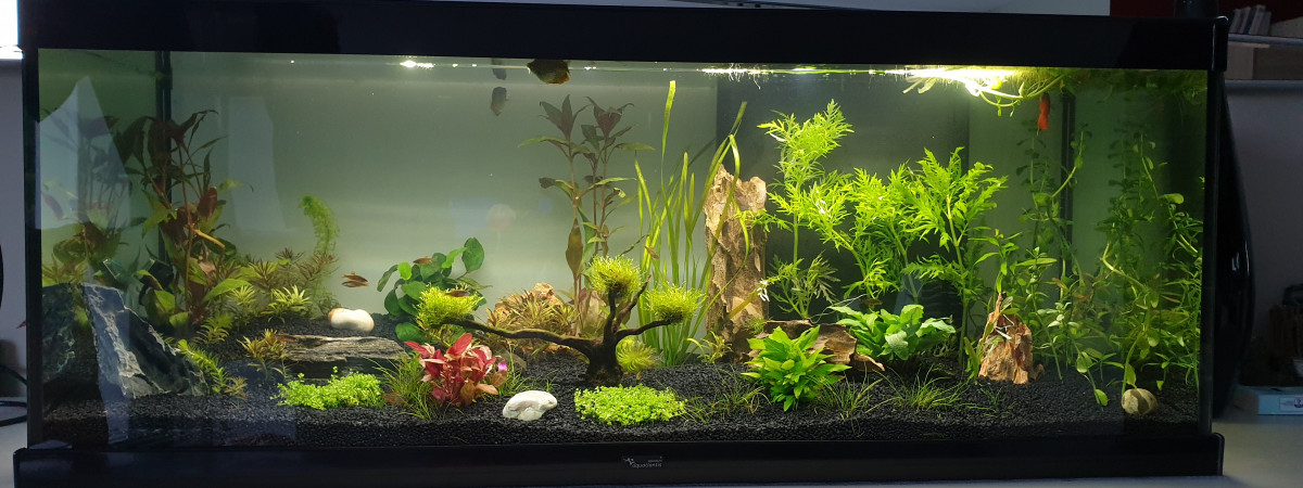 aquarium Aqua