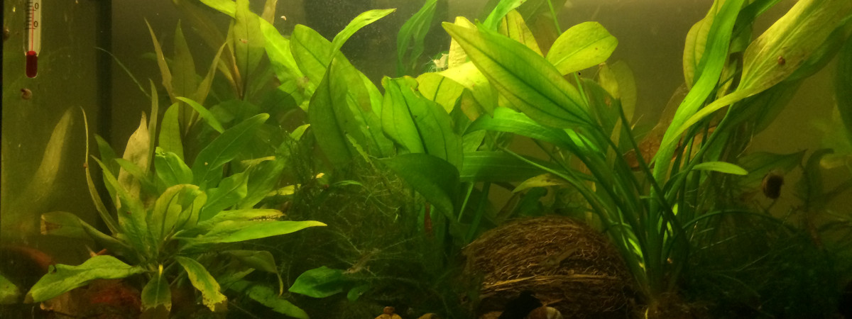 aquarium 15l