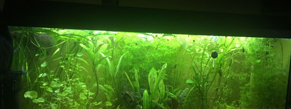 aquarium 120l