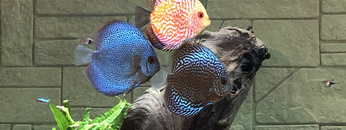 aquarium Rio 450