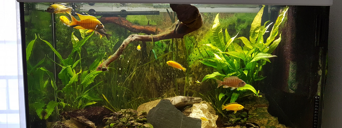 aquarium Malawi
