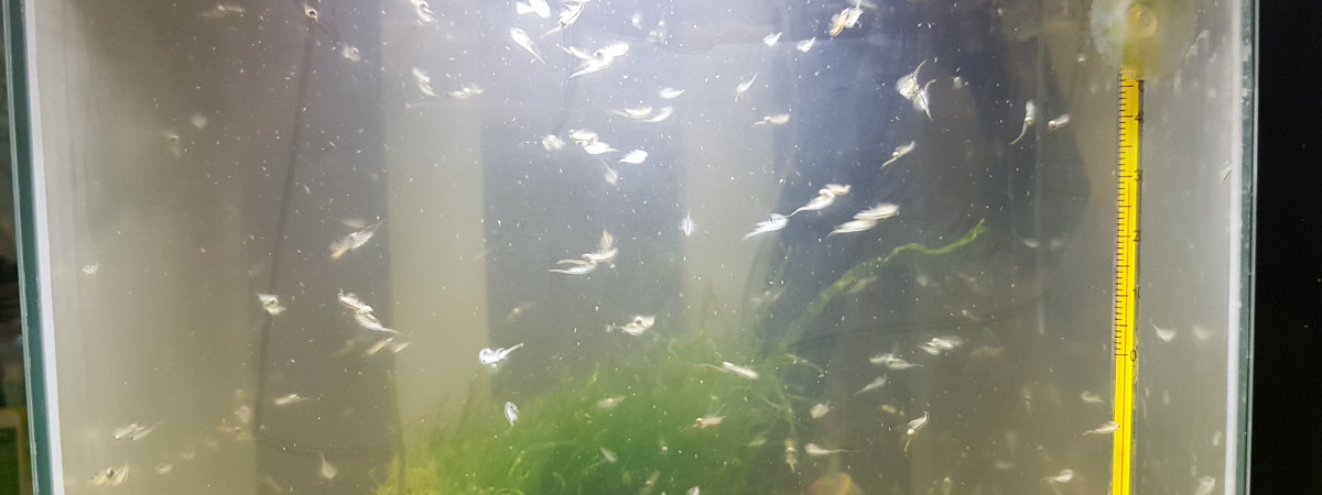 aquarium ARTEMIAS