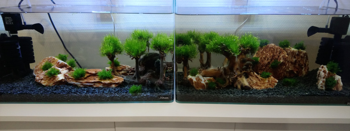aquarium spé crevettes