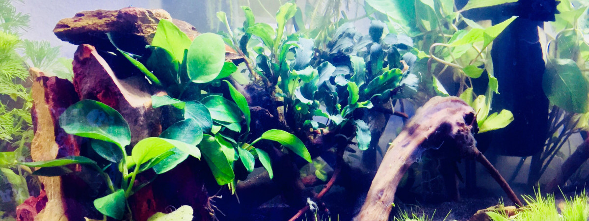 aquarium Nano Aquarium 20.4L