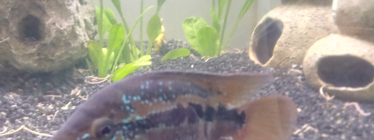 aquarium Eau tropicale