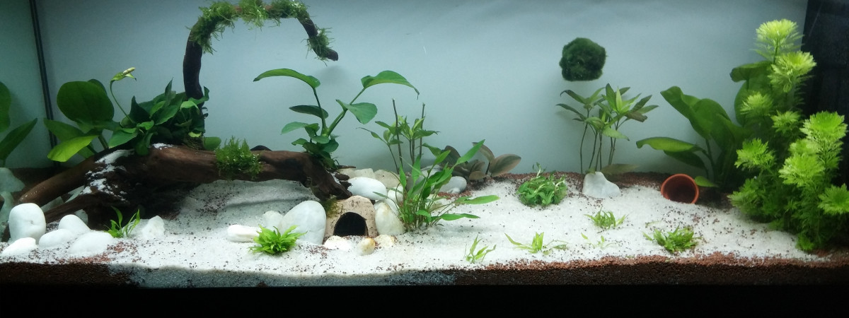 aquarium 120L