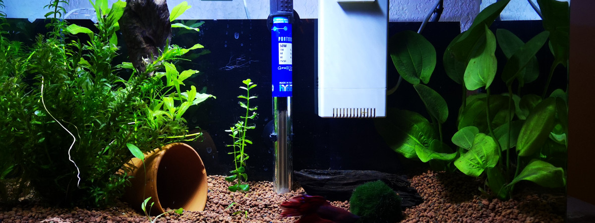 aquarium 40L betta