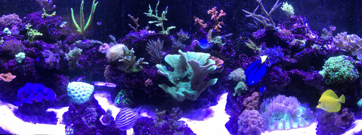 aquarium Recifal 1000 litres