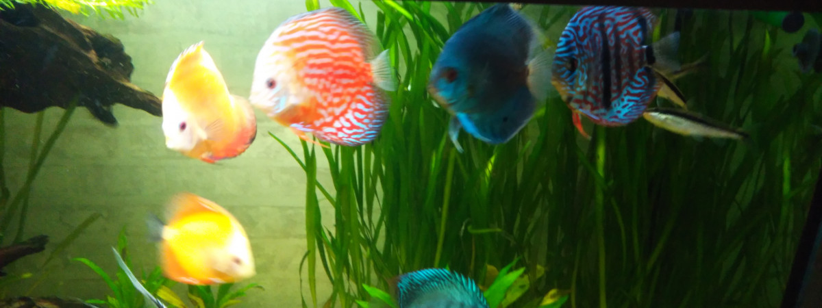 aquarium Bac commun