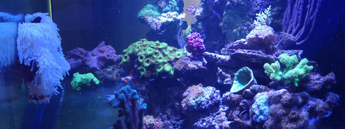 aquarium Cedric46