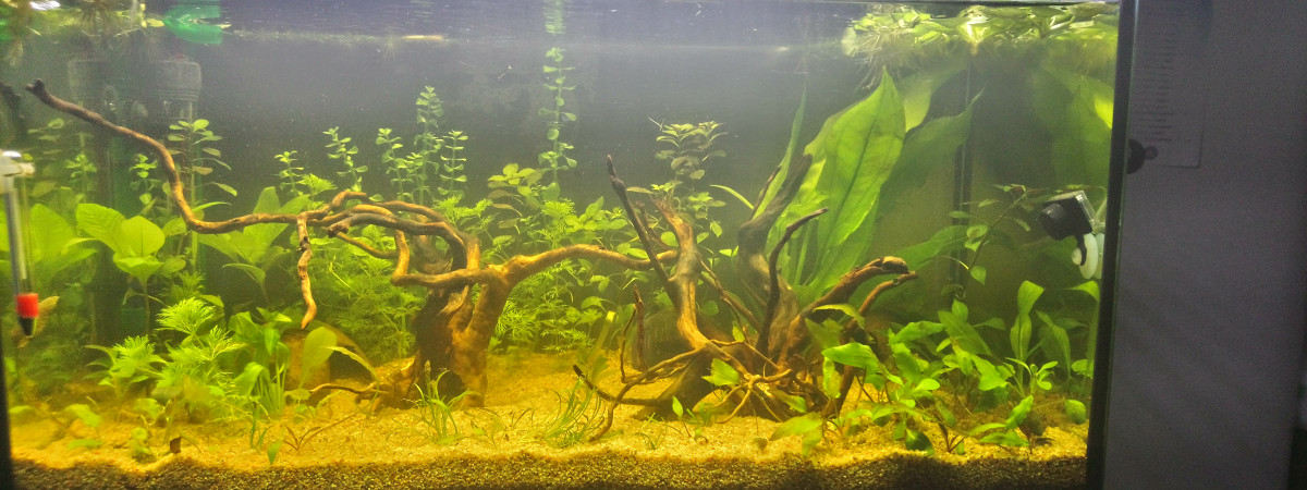 aquarium Tétras_Apistogrammas
