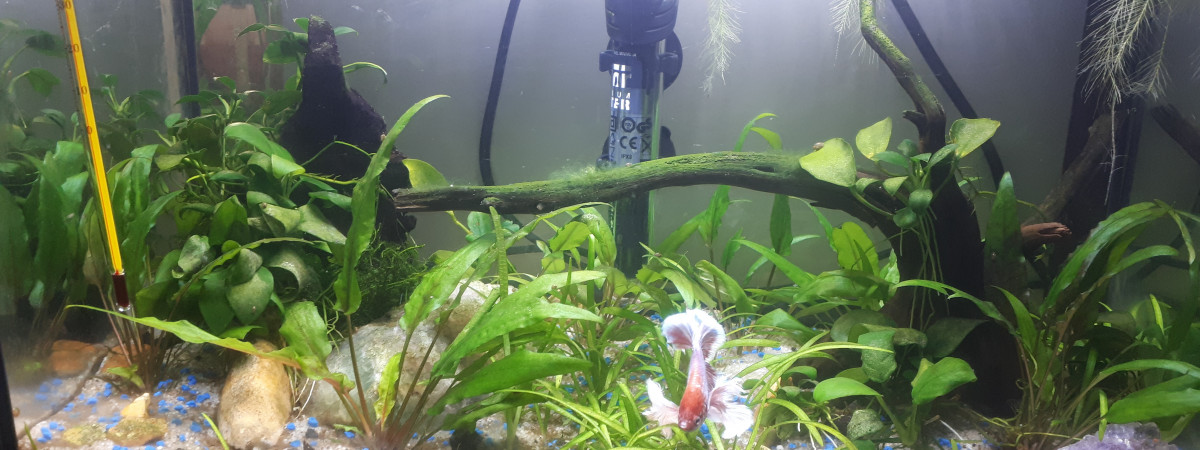 aquarium Aqua