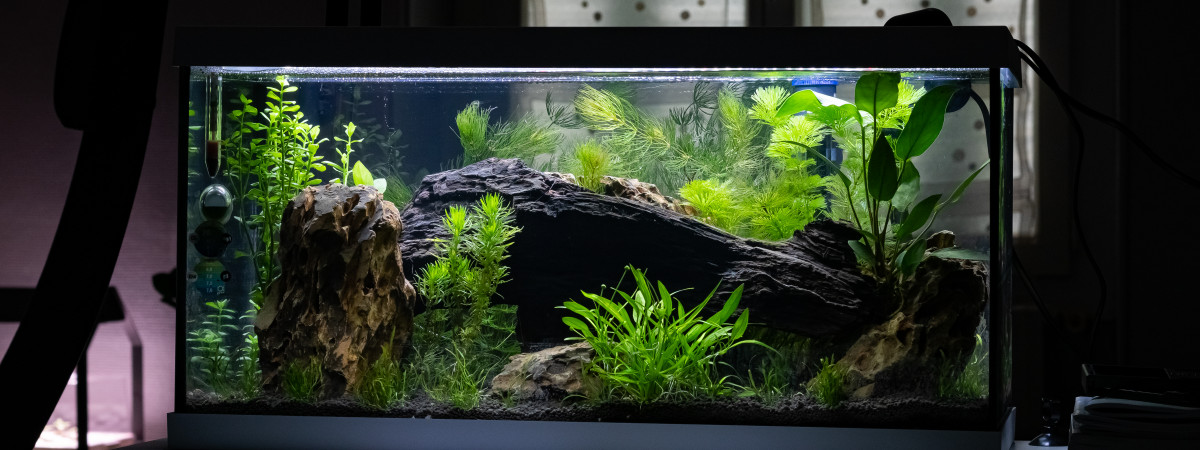 aquarium Eheim 54L