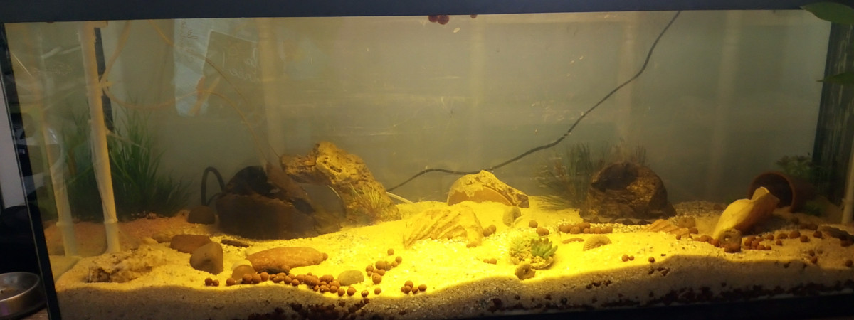 aquarium Goupie