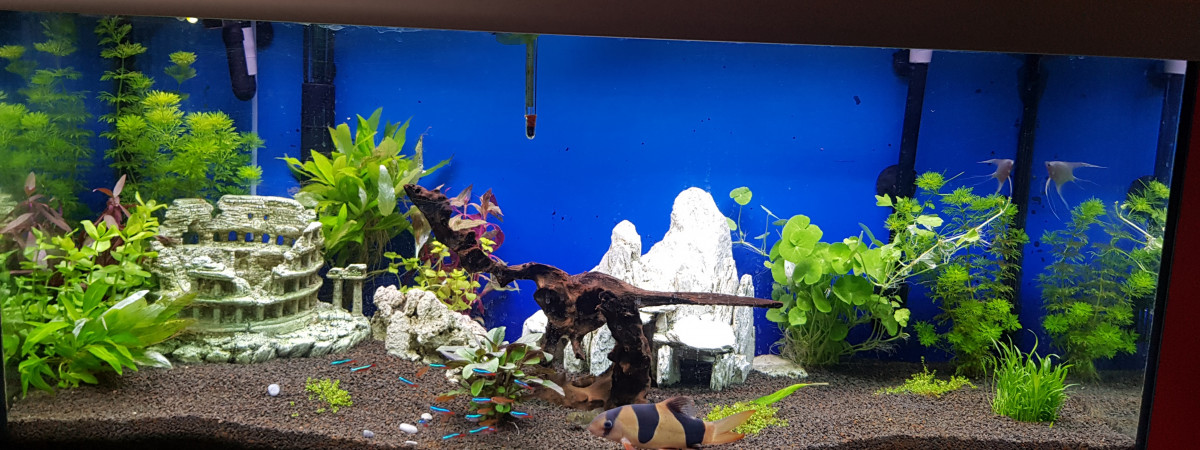 aquarium aquarium décoratif de salon