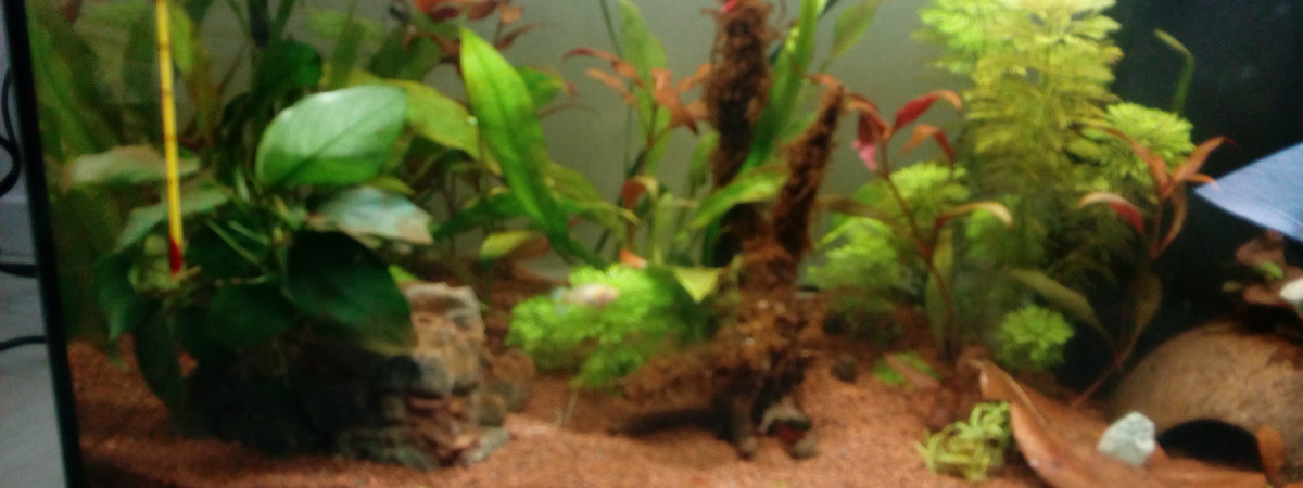 aquarium Min premier aquarium