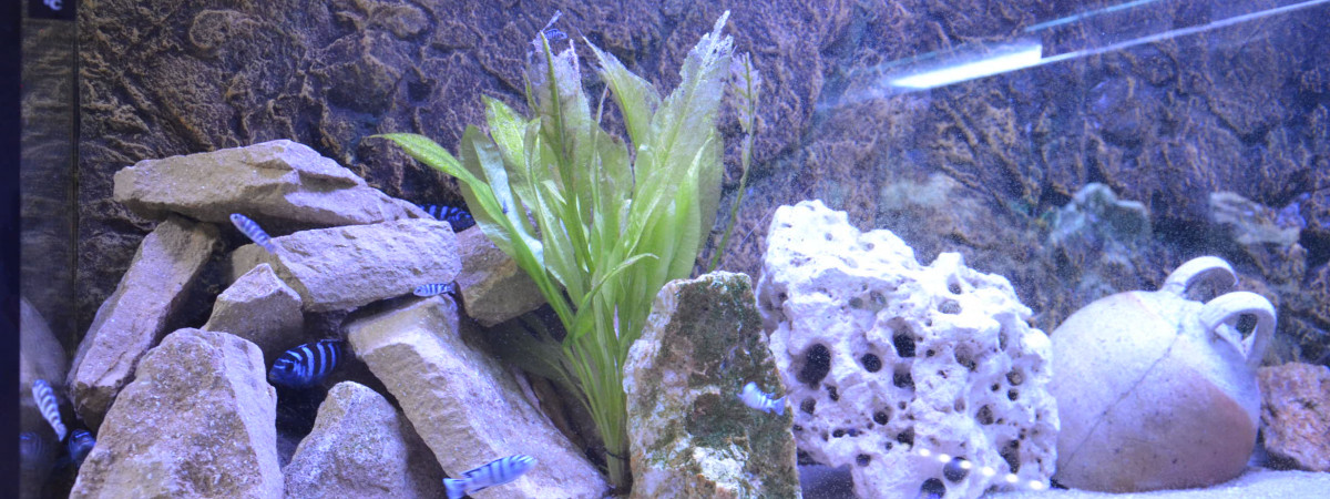 aquarium aqua malawi