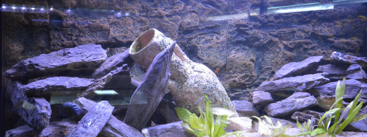 aquarium aqua malawi 2