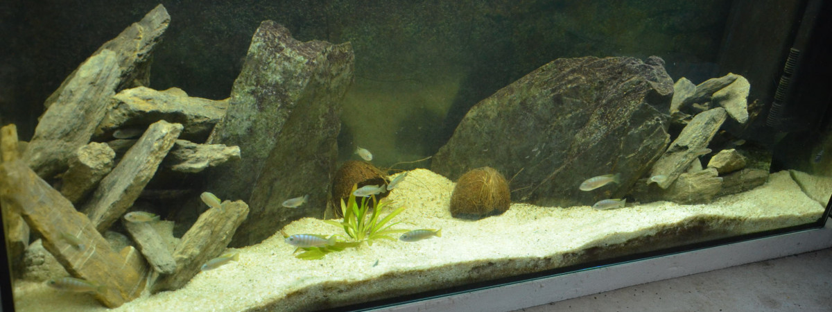 aquarium aqua malawi 3