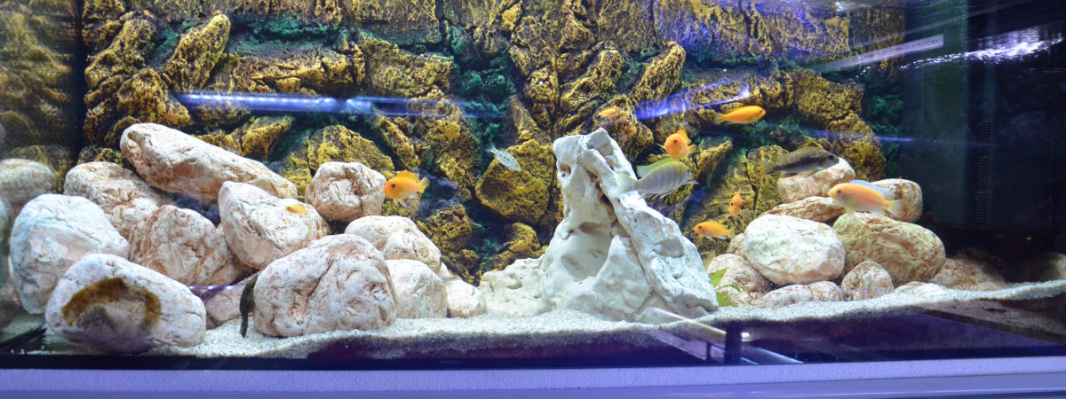 aquarium aqua malawi 4