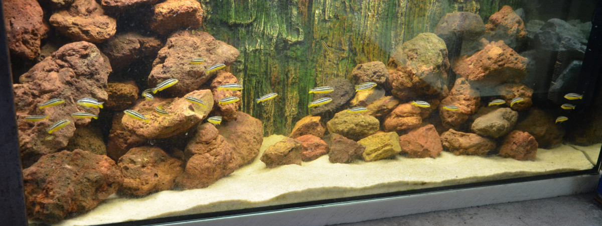 aquarium aqua malawi 5