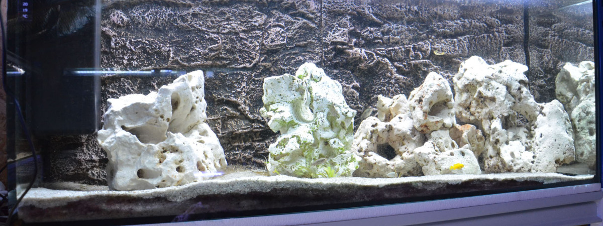 aquarium aqua malawi 6