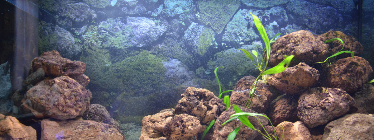 aquarium aqua malawi 7