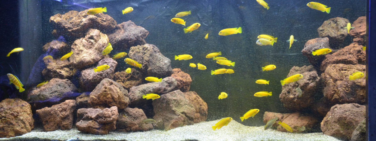 aquarium aqua malawi8